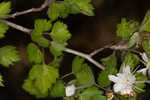 Parsley hawthorn